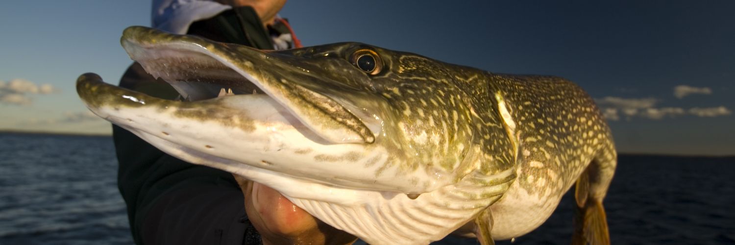 Northern Pike Fishing Trips in Ontario Canada