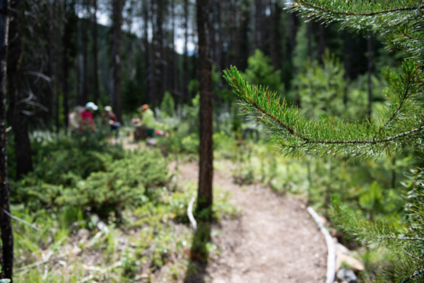 Image of Guided Forest Bathing