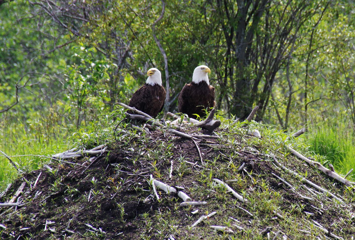 Nine bald eagle facts that may surprise you! - Eagle Wing Tours