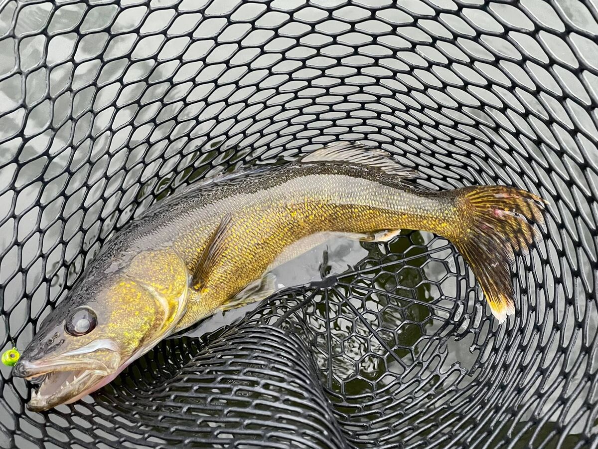 Catch walleye on the Albany River system