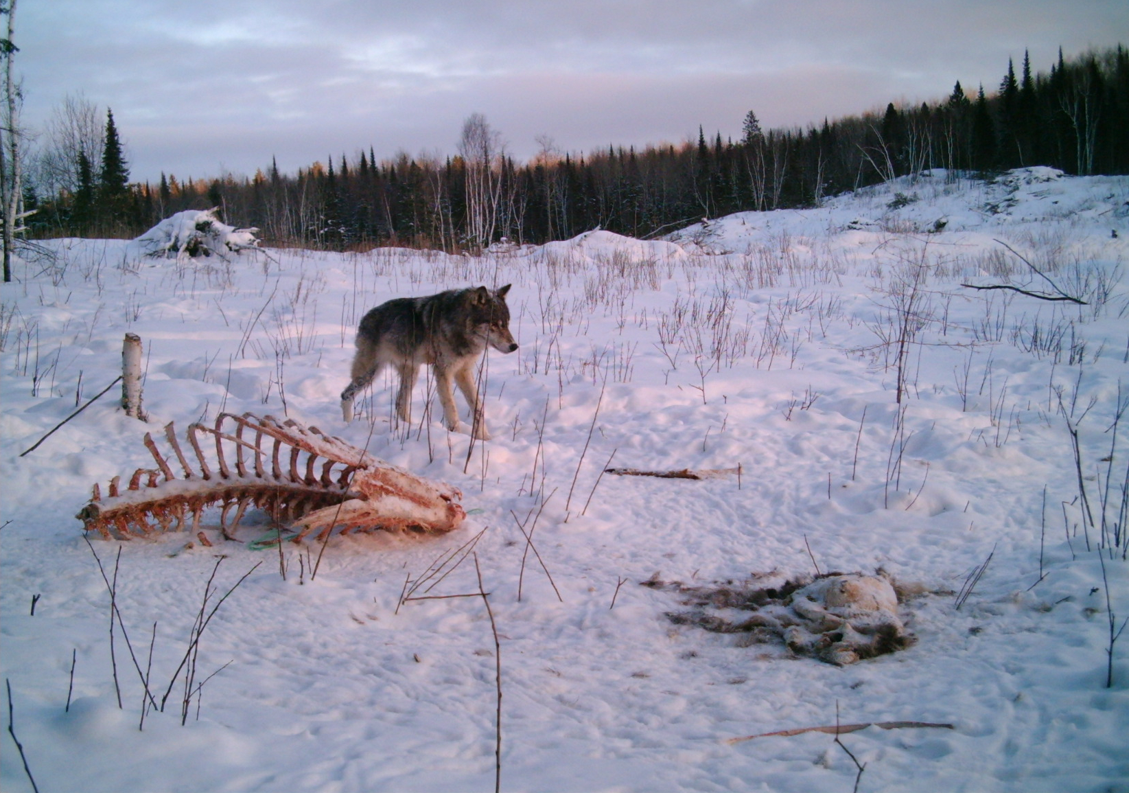 Wolves often feed on animals that perish from the elements or which they have hunted down.