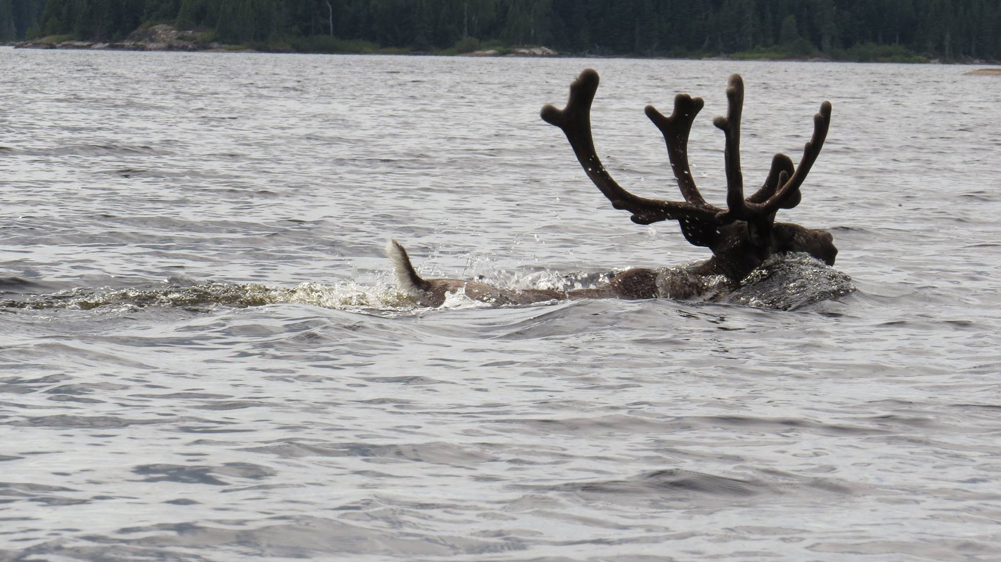 See wildlife like woodland caribou on your paddling trip.